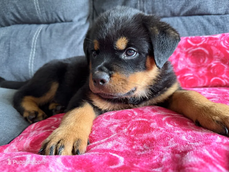 Rottweiler puppy 6 purple – Rottweiler puppy for sale in East Killingly, CT