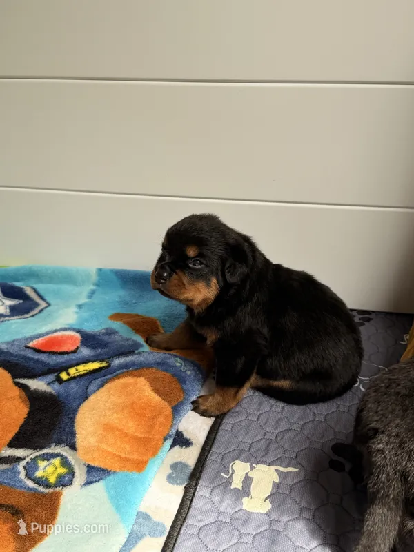 Rottweiler puppy 5 – Rottweiler puppy for sale in East Killingly, CT