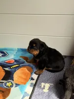 Rottweiler puppy 5, a female Rottweiler for sale in East Killingly, CT – 1 of 2