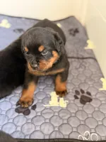Rottweiler puppy 2, a male Rottweiler for sale in East Killingly, CT – 1 of 2