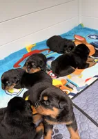 Rottweiler puppy 5, a female Rottweiler for sale in East Killingly, CT – 2 of 2