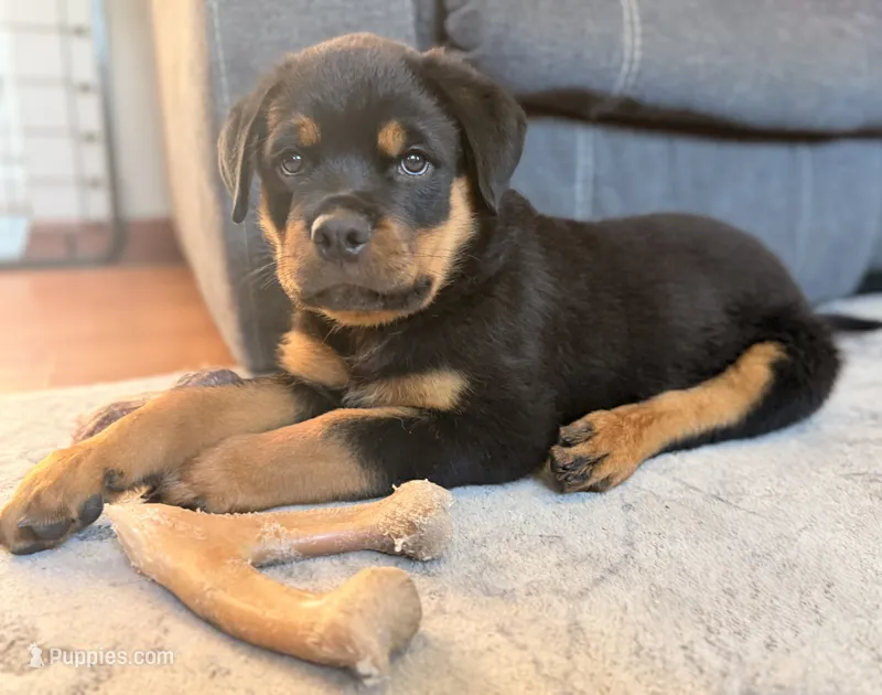 Rottweiler Male – Rottweiler puppy for sale in East Killingly, CT