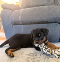 Rottweiler Male, a male Rottweiler for sale in East Killingly, CT – 3 of 3