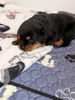 Rottweiler puppy 4, a female Rottweiler for sale in East Killingly, CT – 2 of 3