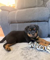 Rottweiler Male, a male Rottweiler for sale in East Killingly, CT – 2 of 3