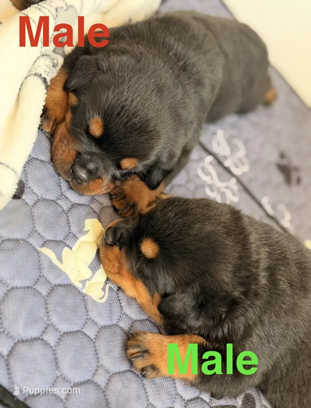 Rottweiler puppy 3 Green – Rottweiler puppy for sale in East Killingly, CT