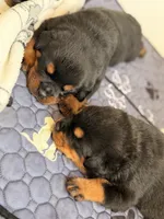 Rottweiler 1, a male Rottweiler for sale in East Killingly, CT – 3 of 3