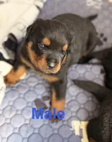 Rottweiler puppy 2, a male Rottweiler for sale in East Killingly, CT – 2 of 2