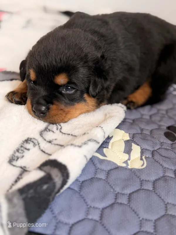 Rottweiler puppy 4 – Rottweiler puppy for sale in East Killingly, CT