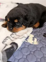 Rottweiler puppy 4, a female Rottweiler for sale in East Killingly, CT – 1 of 3