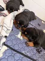Rottweiler 1, a male Rottweiler for sale in East Killingly, CT – 2 of 3