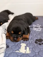 Rottweiler 1, a male Rottweiler for sale in East Killingly, CT – 1 of 3