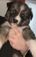 Diamond, a female Siberian Husky for sale in Kansas City, KS – 4 of 4