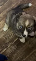 Diamond, a female Siberian Husky for sale in Kansas City, MO – 3 of 6