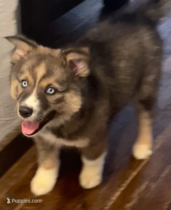 Diamond - woolly Agouti  – Siberian Husky puppy for sale in Kansas City, KS