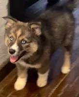 Diamond - woolly Agouti , a female Siberian Husky for sale in Kansas City, MO – 1 of 6