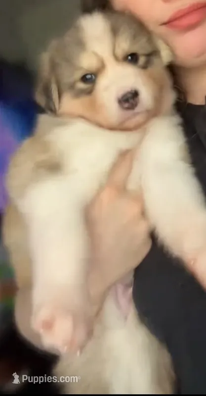 Oso – Siberian Husky puppy for sale in Kansas City, KS