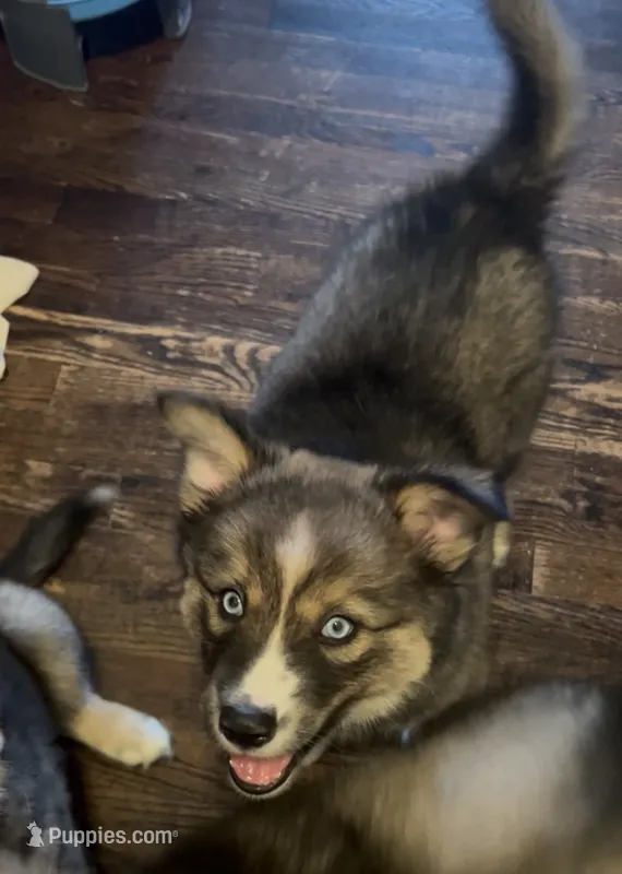 Diamond - Agouti – Siberian Husky puppy for sale in Kansas City, MO