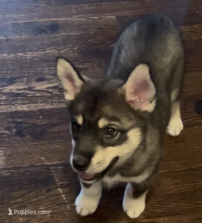 Cookie  – Siberian Husky puppy for sale in Kansas City, MO