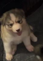 Oso, a male Siberian Husky for sale in Kansas City, KS – 3 of 5