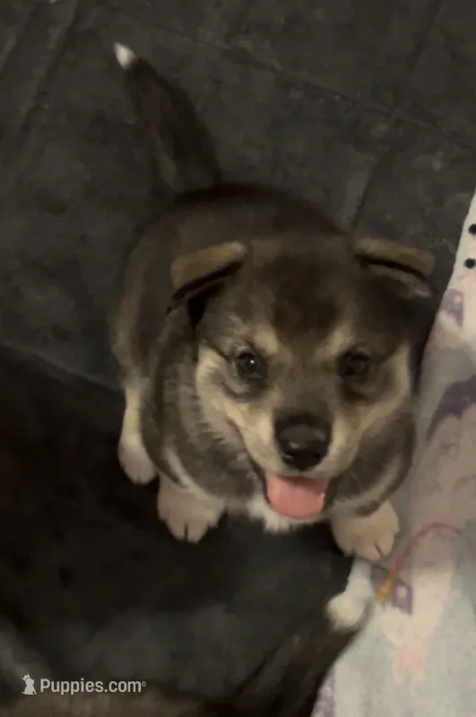 Cookie – Siberian Husky puppy for sale in Kansas City, KS