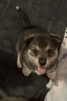 Cookie, a female Siberian Husky for sale in Kansas City, KS – 1 of 3