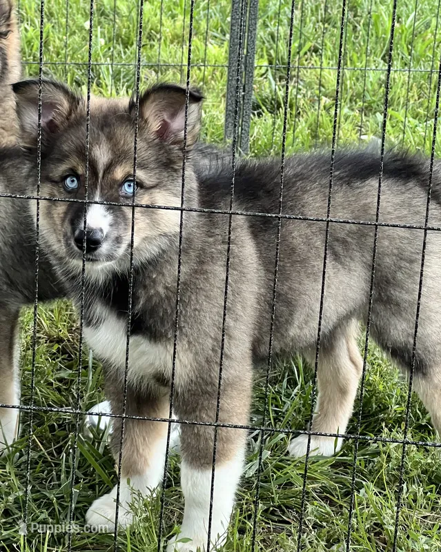Diamond - woolly Agouti  – Siberian Husky puppy for sale in Kansas City, KS