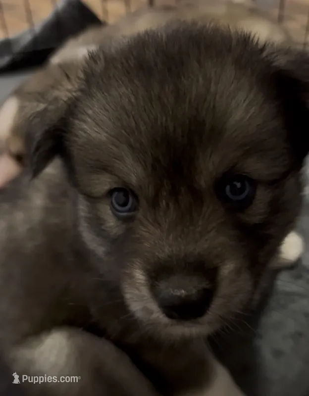 Jewels  – Siberian Husky puppy for sale in Kansas City, KS
