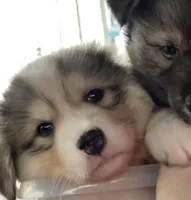 Oso - bear, a male Siberian Husky for sale in Kansas City, MO – 4 of 5
