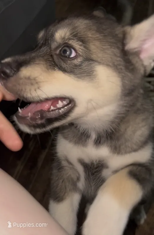 Cookie  – Siberian Husky puppy for sale in Kansas City, MO