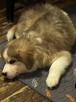 Oso - bear, a male Siberian Husky for sale in Kansas City, MO – 1 of 5