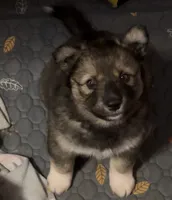 Rosa , a female Siberian Husky for sale in Kansas City, KS – 2 of 4