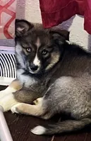 Diamond - Agouti, a female Siberian Husky for sale in Kansas City, MO – 2 of 5