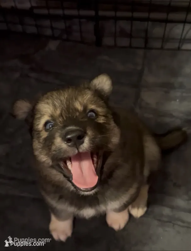 Rosa  – Siberian Husky puppy for sale in Kansas City, KS