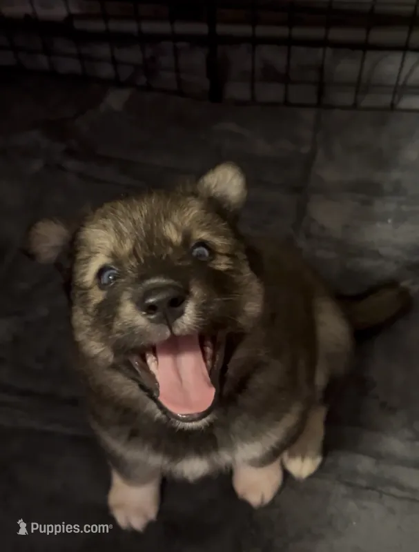 Rosa  – Siberian Husky puppy for sale in Kansas City, KS