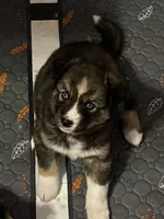 Diamond, a female Siberian Husky for sale in Kansas City, KS – 2 of 4