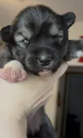 Jewels , a female Siberian Husky for sale in Kansas City, KS – 2 of 4