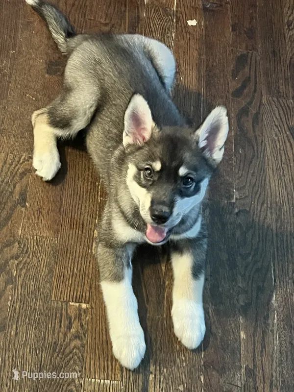 Cookie  – Siberian Husky puppy for sale in Kansas City, KS