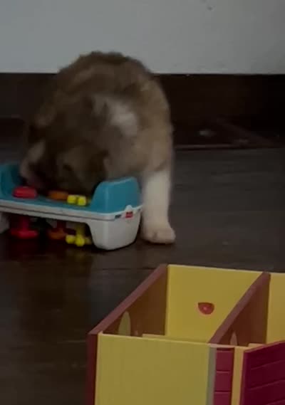 Oso, a male Siberian Husky for sale in Kansas City, MO – 3 of 7
