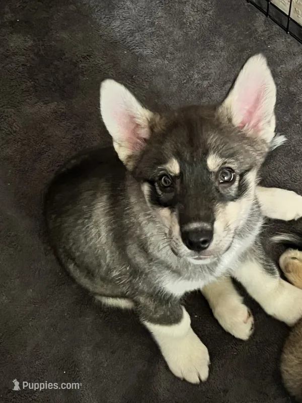 Cookie  – Siberian Husky puppy for sale in Kansas City, KS