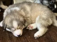 Oso - bear, a male Siberian Husky for sale in Kansas City, MO – 5 of 5