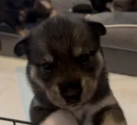 Cookie, a female Siberian Husky for sale in Kansas City, KS – 3 of 3