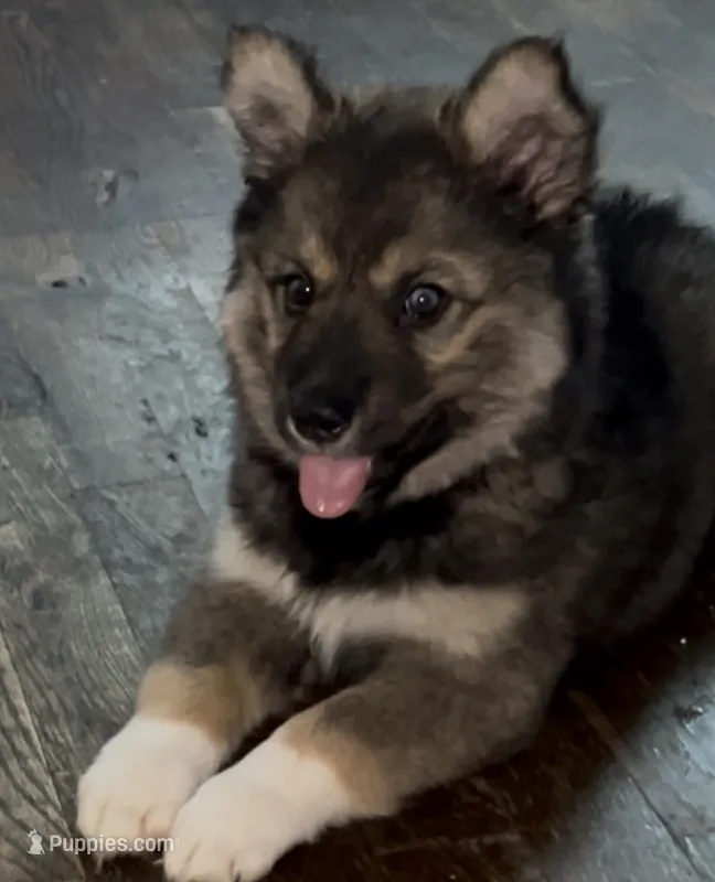 Rosa  – Siberian Husky puppy for sale in Kansas City, MO