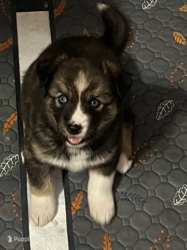 Diamond – Siberian Husky puppy for sale in Kansas City, KS