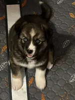 Diamond, a female Siberian Husky for sale in Kansas City, KS – 1 of 4