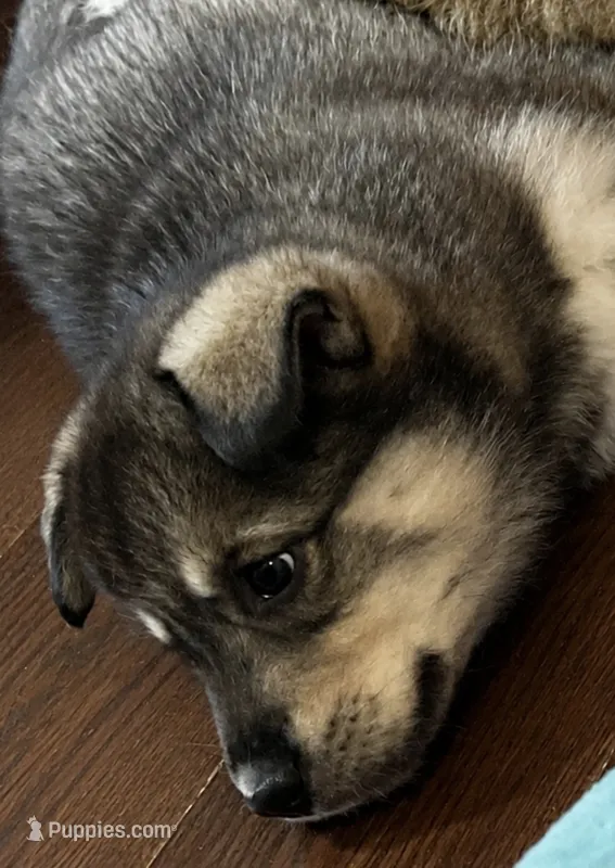Cookie  – Siberian Husky puppy for sale in Kansas City, KS