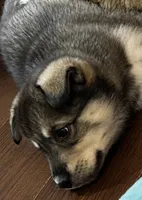 Cookie , a female Siberian Husky for sale in Kansas City, KS – 1 of 1