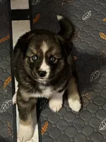 Diamond, a female Siberian Husky for sale in Kansas City, KS – 3 of 4