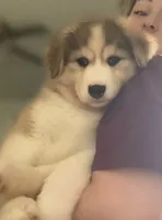 Oso - bear, a male Siberian Husky for sale in Kansas City, MO – 3 of 5