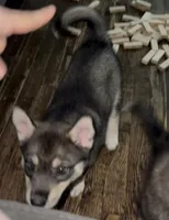 Cookie , a female Siberian Husky for sale in Kansas City, MO – 2 of 3